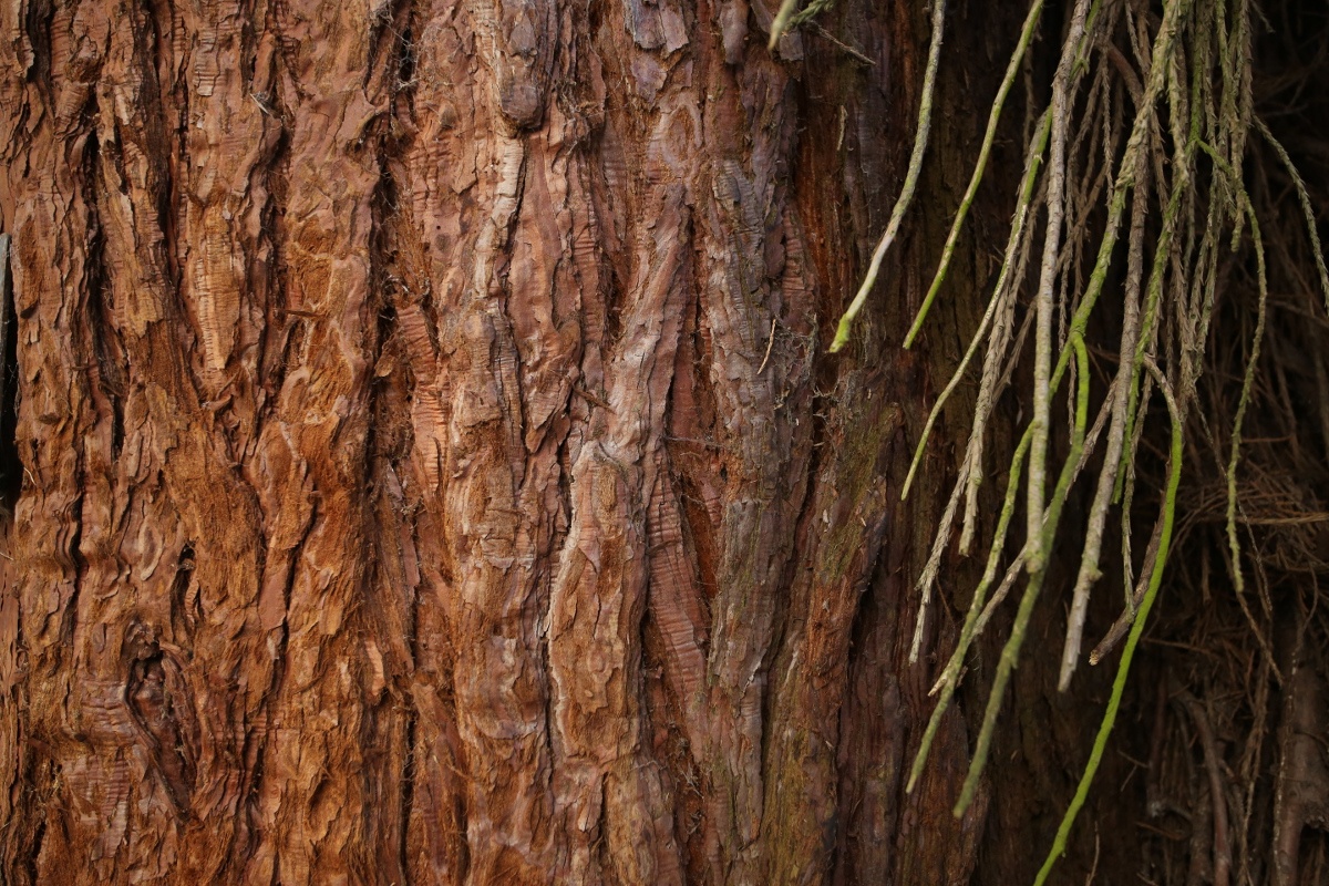 Sequoia_geant_pleureur_0012_1200x800JPG